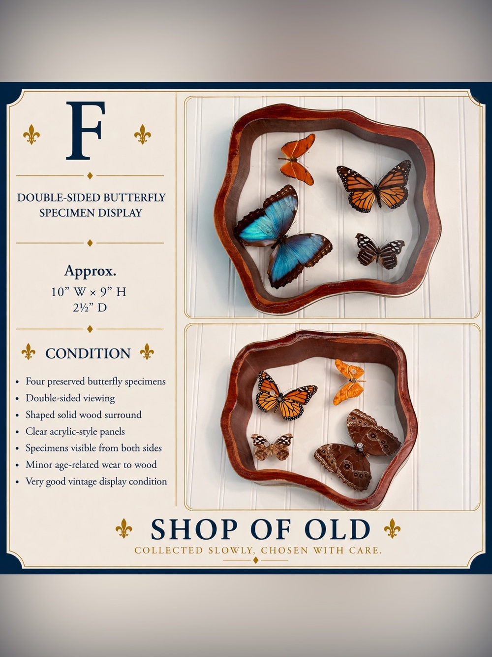 Double-Sided Butterfly Specimen Display